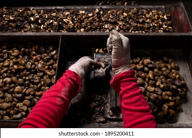 A Person Breaking Shells Of Cashewnut Seeds With A Machine