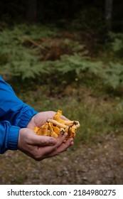 Person with chanterelle mushrooms in the forest.  Unrecognizable man with hands full of edible mushrooms harvested. Concept of picking mushroom. Photo taken in Sweden. - Shutterstock ID 2184980275