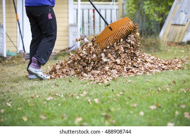 A Person Is Cleaning Up The Back Yard From The Fallen Leaves. Rake The Yard Is A Normal Procedure During Autumn. 