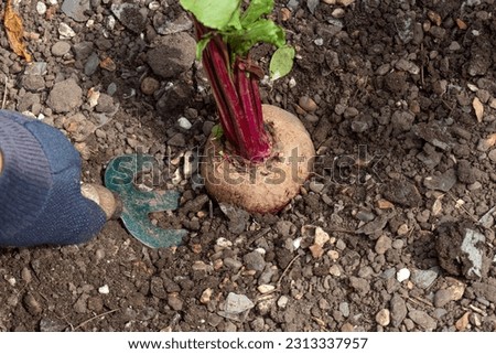 Person digging beetroot from a garden vegetable plot using a fork. Grow your own concept