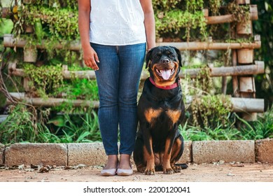 Person With Dog. Rottweiler Dog With Female Owner.