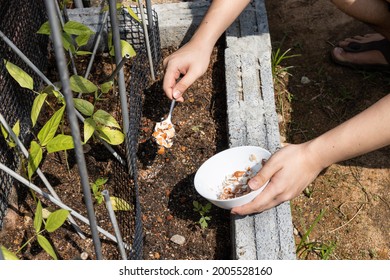 Person Feeding Crushed Egg Shell As Natural Organic Fertilizer To Plants In Garden