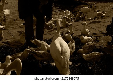 PERSON FEEDING SEA BIRDS SEPIA TONE  - Shutterstock ID 2175149075