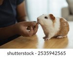 A person is feeding a small brown and white guinea pig. The guinea pig is sitting on a wooden table