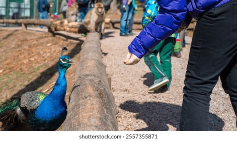 Person feeds peacock near monkey enclosure at zoo midday - Powered by Shutterstock