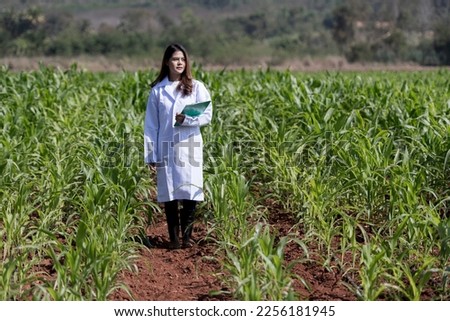 person in a field. Young female plant researcher in corn field. Young female plant researcher in corn field. Plant Research woman in fields.