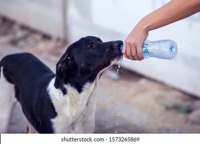 A Person Gives Water To Homeless Dog At The Street. Animal Protection And Hot Weather Concept