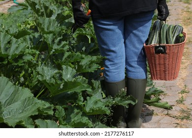 A Person With Green Fresh Zucchini Collected In A Basket In Work Clothes In Jeans And Rubber Boots In Black Gloves With A Pruner On A Home Garden Close-up View Of A Farmer From The Back