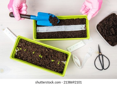 Person Growing Salad Plants In Home In Spring From White Paper Seed Tape, Witch Has Plant Seeds Inside. Quick And Easy Way To Sow Tiny Seeds.