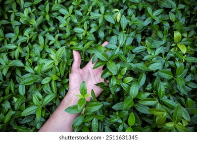 Person hand lying on Lesser Periwinkle (Vinca minor) green leaves, small creeping ground covering plant in daylight during summer season. Lush glossy foliage of periwinkle top view - Powered by Shutterstock