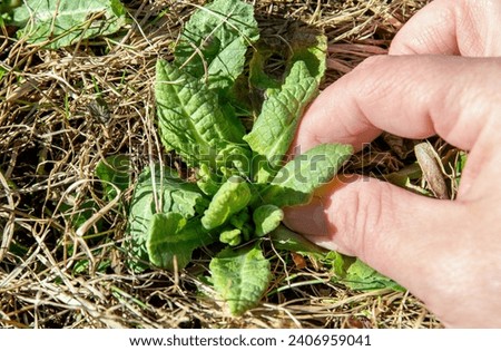 Person hand picking Primula veris, cowslip, common cowslip, cowslip primrose, Primula officinalis Hill fresh green leaves outdoors from meadow, for eating. Healthy spring snack full of vitamin C. 