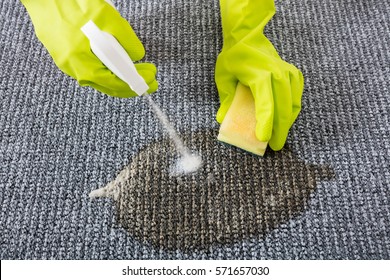 Person Hand Wearing Gloves Spraying Detergent On Grey Carpet To Remove Stain