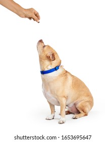 Person Handing A Treat To An Overweight Small Chihuahua Dog