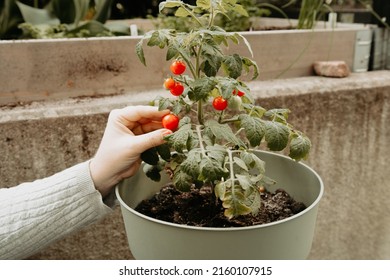 Person Harvesting Red Cherry Tomato From The Potted Tomato Plant Outdoors In The Garden. Organic And Home Grown Tomato Plant In A Pot Outside.