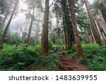 a person hiking in Mt Hood national forest on a foggy day