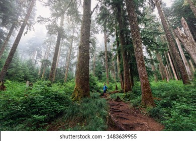 A Person Hiking In Mt Hood National Forest On A Foggy Day