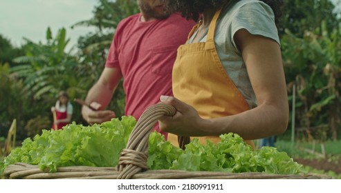 Person Holding Basket With Lettuces Inside Standing At Community Organic Urban Farm. Closeup A Black Woman Farmer Hand