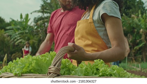 Person Holding Basket With Lettuces Inside Standing At Community Organic Urban Farm. Closeup A Black Woman Farmer Hand