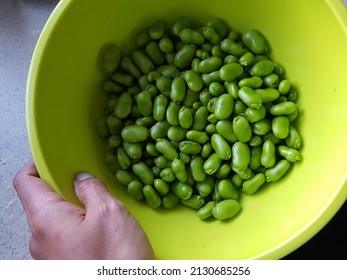 Person holding a bowl of freshly podded fava (broad) beans. The bowl is a vibrant green, like the beans.