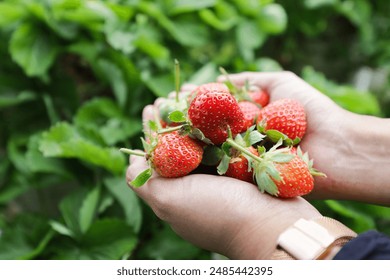 A person is holding a bunch of red strawberries in their hand. The strawberries are ripe and ready to be eaten. Concept of freshness and abundance, as the person is surrounded by greenery - Powered by Shutterstock