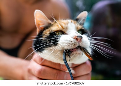 Person Holding Calico Cat Outside Hunter Hunting With Catch Of Caught Blue Lizard In Mouth Standing By Door Of Home House Asking To Go Inside