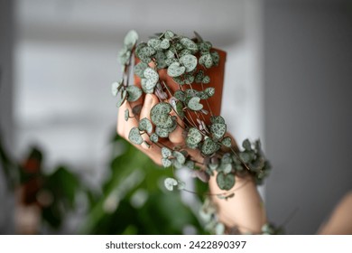 Person holding climbing Ceropegia Woodii houseplant with long heart shaped leaves in terracotta pot closeup, plant curls around hand. String of hearts succulent plant in flowerpot. Home gardening. - Powered by Shutterstock