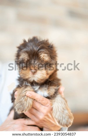 Person holding a cute sweet little puppy brown color Yorkshiere terrier