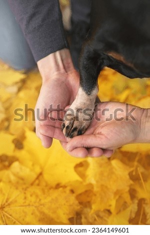 person holding a dog paw under yellow leaves