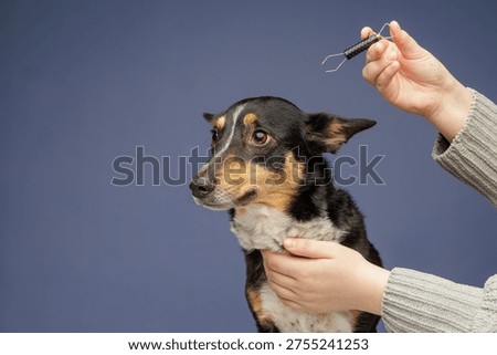 Person holding a dog while using a tick remover tool to extract a parasite. Concept of pet healthcare, parasite control, veterinary care, hygiene, and prevention of tick borne diseases.