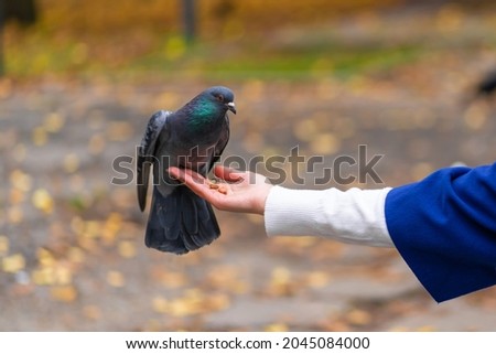The person is holding a dove on the hand. Feeds pigeons in the park. Tame a pigeon.