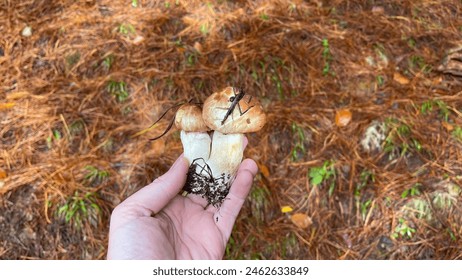 A person holding a freshly picked mushroom in their hand. The forest floor is covered with brown pine needles, creating a natural backdrop. The mushroom has a sturdy white stem - Powered by Shutterstock