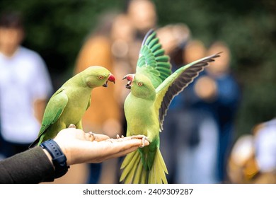 Person Holding a Friendly Green Parakeet in park of  London - Powered by Shutterstock