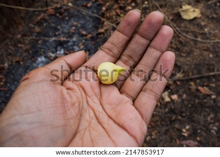 Person holding fruit flower of Mahua flowers naturally dried and picked in bamboo basket in Forest area of Madhyapradesh in India. Fruits flowers of Mahuwa tree also known as Madhuka or Butter tree.
