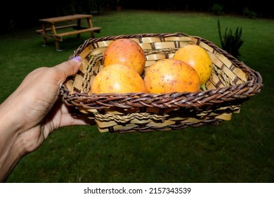 Person Holding In Hands Basket Of Passionfruits In Wicker Basket. Yellow. Passionfruit