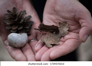 Person Holding Pine Cone, Snail Shell And Leaves From Forest Soil In The Hands