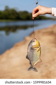 Person Holding Piranha On Fishing Line, Pantanal, Brazil.