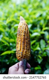 person holding roasted corn in plantation