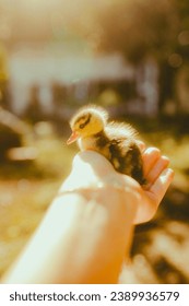 a person holding a small duck in their hand, pexels, sunlight filtering through skin, miniature animal, anna nikonova