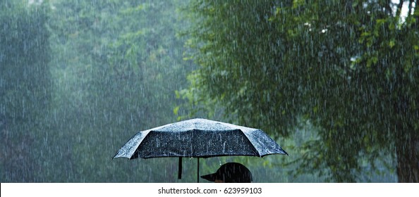 A Person Holding An Umbrella In The Rain.