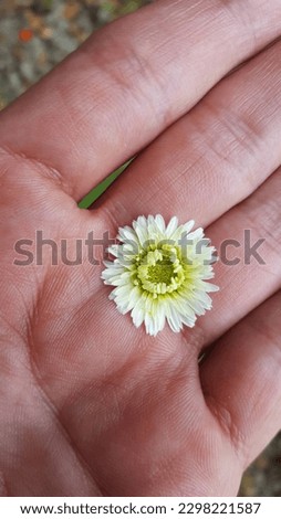 Person holding white and yellow Roman chamomile flower. Chamaemelum nobile.