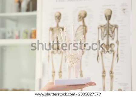 Person holds human hand bones model in medical class. Skeleton model used for education at school and collage. Body parts demonstration