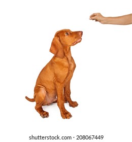 A Person Holing A Treat In Their Hand While Training A Young Vizsla Breed Dog To Sit And Stay