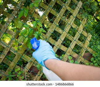 A Person Killing Poison Ivy With Weed Killer