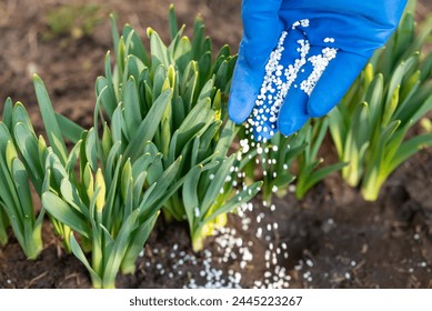 Person in medical glove fertilizing the young narcissus sprouses, close up. Working in the garden in spring, enriching the soil with useful fertilizer