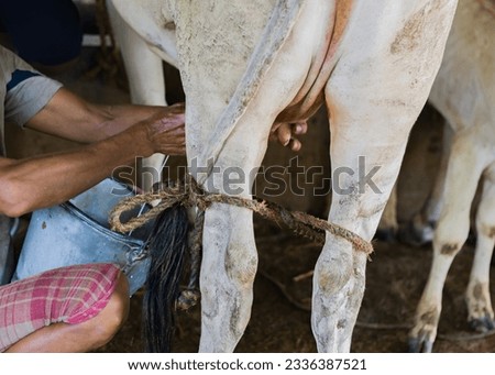 A person is milking a cow by hand in dairy farm in india. The milk is being poured inside a steel bucket. Traditional method of collecting milk.