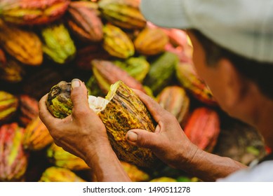 Person Opening Cacao Fruit With Both Hands