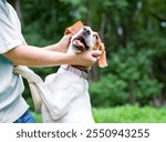 A person petting a happy Hound mixed breed dog outdoors