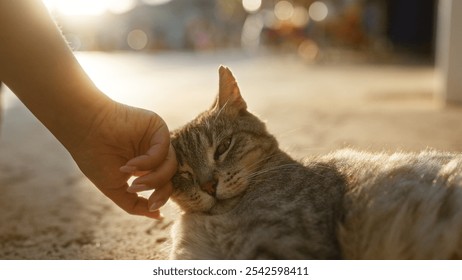 Person petting a relaxed tabby cat enjoying the sunlight outdoors with a blurred background, creating a warm, serene scene focused on the gentle interaction between human and feline - Powered by Shutterstock