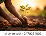 Person planting a green plant in the soil