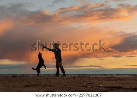 person is playing with dog against background of sunset sky. handler and Labrador retriever train on seashore. woman and pet play and have fun outdoors. friendship is joint pastime
